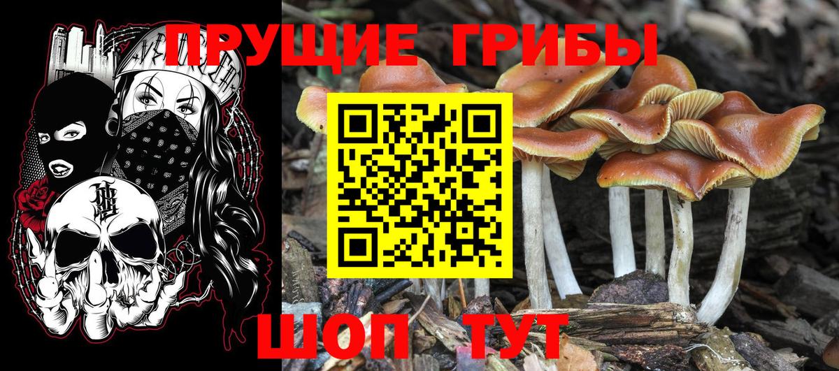 Псилоцибиновые грибы Psilocybine cubensis  Вход с VPN  Котельники 